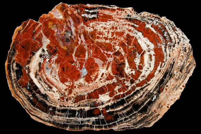 Red & Black Petrified Wood (Araucarioxylon) Round - Arizona #180236